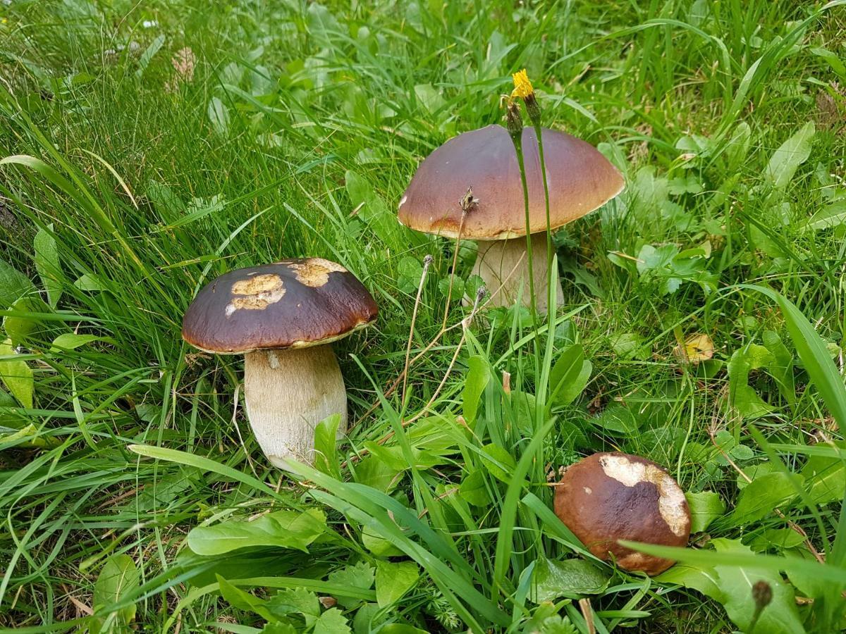 Pension Fuerhapter Mit Bio- Bauernhof Sankt Jakob in Defereggen Esterno foto
